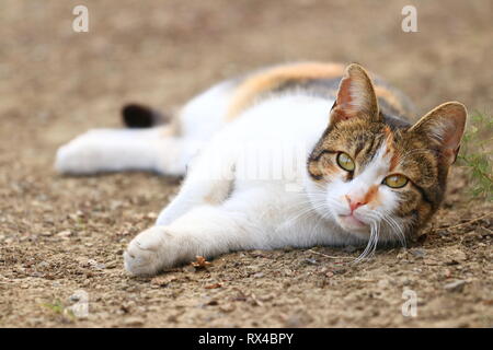 Cute cat in posa di backyard Foto Stock