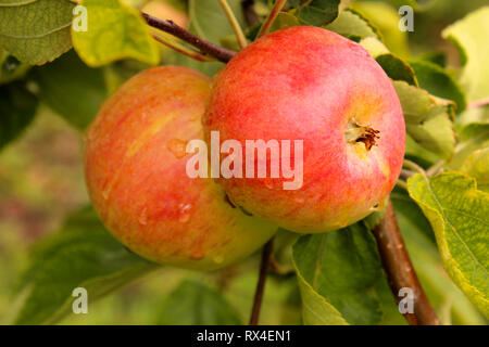 Mature mele rosse in gocce di acqua dopo la pioggia appeso su un ramo Foto Stock