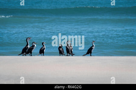 Pied Shag (Phalacrocorax varius) Isola del Sud della Nuova Zelanda Foto Stock