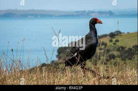 Pukeko o Nuova Zelanda Swamp Hen a Shakespear Parco Regionale dell'Isola del nord della Nuova Zelanda Foto Stock
