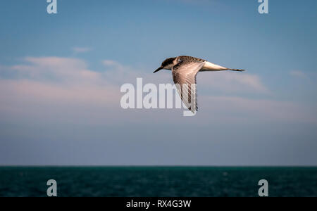 I capretti con facciata bianca Tern (sterna striata) in volo vicino a Kaikoura Isola del Sud della Nuova Zelanda Foto Stock