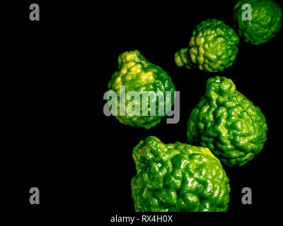 La freschezza del Bergamotto buccia verde brillante su sfondo nero Foto Stock