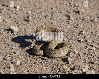 Pronto a colpire Foto Stock