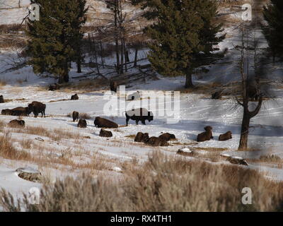 Bisonte americano Foto Stock