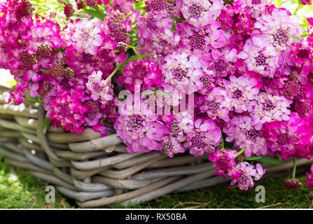 La botanica, fresche mietuta candytufts, attenzione! Per Greetingcard-Use / Postcard-Use nei Paesi di lingua tedesca talune restrizioni possono applicare Foto Stock
