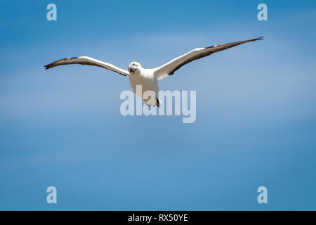 Australasian Gannett (Morus serrator) in volo a Farewell Spit Isola del Sud della Nuova Zelanda Foto Stock