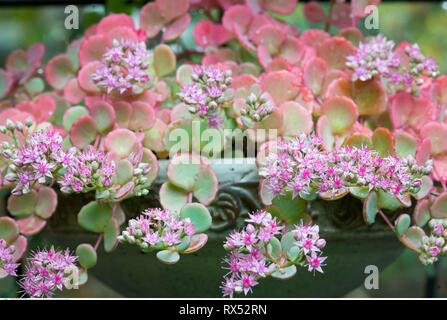 La botanica, Sedum, attenzione! Per Greetingcard-Use / Postcard-Use nei Paesi di lingua tedesca talune restrizioni possono applicare Foto Stock