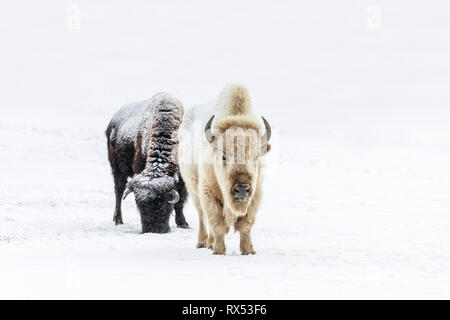 Il Bisonte bianco o bianco Buffalo, Bison bison bison, in inverno, un raro e animale sacro, Manitoba, Canada Foto Stock