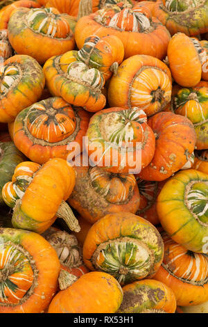 Zucca turbante Foto Stock