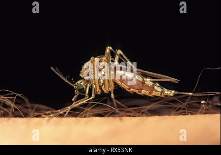 Zanzara su alimentazione umana, Saskatchewan, Canada Foto Stock