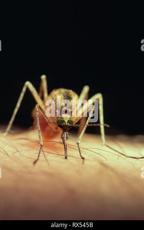 Zanzara Aedes sp. avanzamento sul braccio umano, Saskatoon, Saskatchewan, Canada Foto Stock