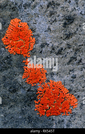 Gioiello lichen su roccia, Ukkusiksalik National Park, scommessa Bay, Nunuvut, Canada Foto Stock