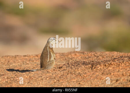 Massa Damara scoiattolo - Xerus princeps bellissimo grande scoiattolo da cespugli di africani e montagne, Namibia. Foto Stock