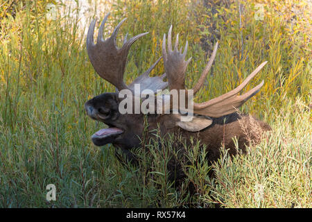 Sbadigliare Bull Shiras alci (Alces alces sherasi), il Parco Nazionale del Grand Teton, Wyoming., autunno Foto Stock