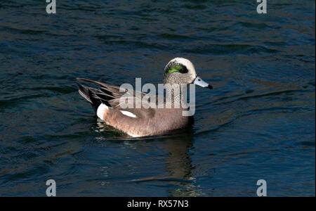 Maschio Wigeon americano (Anas americana), anche Baldpate.-a dedicarmi anatra. Il gorgogliamento stagni Bird Area, Cornville, AZ Foto Stock