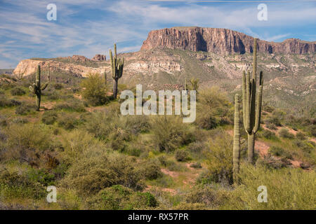 Cactus Saguaro (Carnegiea gigantea) lungo la 40 miglio Apache Trail, o AZ 88 come è ufficialmente noto con Theodore Roosevelt Lago, si snoda attraverso il Superstition Mountains e Tonto National Forest, fuori di Phoenix, AZ. Foto Stock