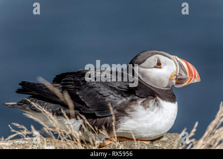 Atlantic puffin in Maberly, uccelli marini colonia di allevamento, Terranova, Canada Foto Stock