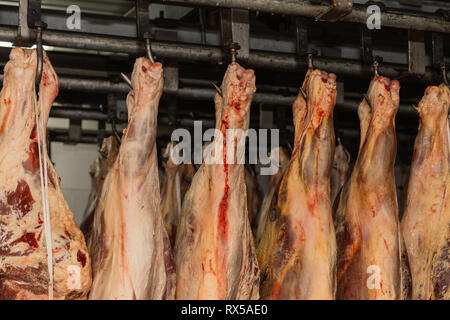 Magazzino refrigerato, ganci di sospensione, congelati Carcasse di agnello. Halal tagliato. Foto Stock