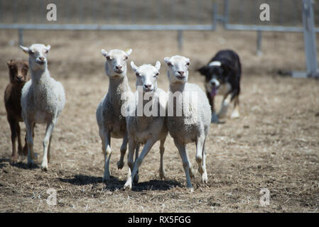 L'Europa, Italia, Lazio, Tarquinia, gioco equo, Italiana cowboy, butteri Foto Stock