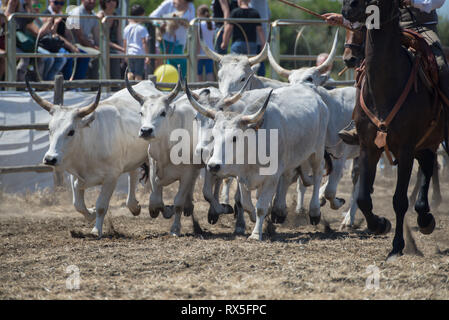 L'Europa, Italia, Lazio, Tarquinia, gioco equo, Italiana cowboy, butteri Foto Stock