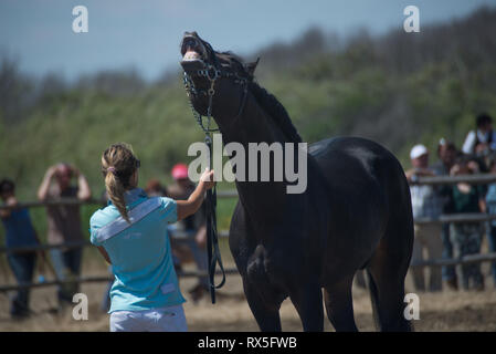 L'Europa, Italia, Lazio, Tarquinia, gioco equo, Italiana cowboy, butteri Foto Stock