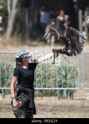 L'Europa, Italia, Lazio, Tarquinia, gioco equo, falconeria Foto Stock