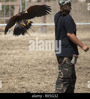 L'Europa, Italia, Lazio, Tarquinia, gioco equo, falconeria Foto Stock