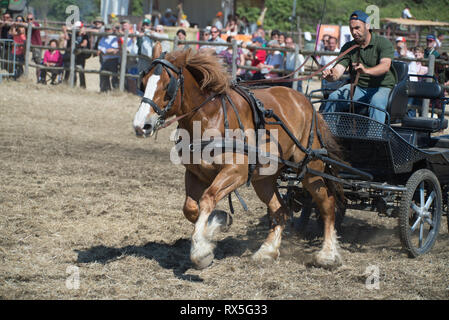 L'Europa, Italia, Lazio, Tarquinia, gioco equo, Italiana cowboy, butteri Foto Stock