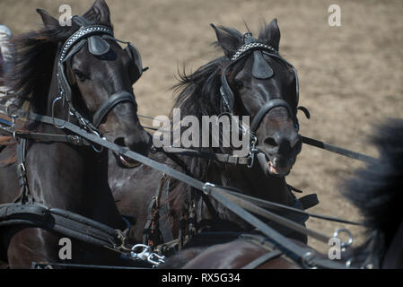 L'Europa, Italia, Lazio, Tarquinia, gioco equo, Italiana cowboy, butteri Foto Stock