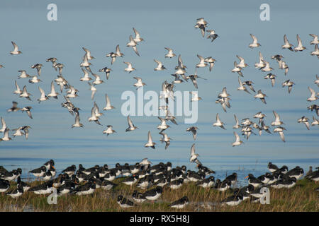 Sanderling, Calidris alba, gregge in volo, oltre sono ' appollaiati oystercatchers, Morecambe Bay, Lancashire, Regno Unito Foto Stock