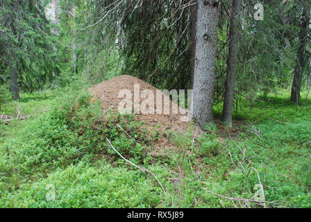 Legno grande ant nest nella Taiga Foresta (foresta boreale) biome, naturale paesaggio selvaggio nel nord est della Finlandia, Europa. Foto Stock