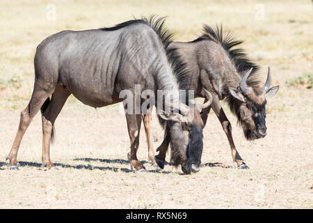 Blue GNU, Connochaetes taurinus, Kgalagadi Parco transfrontaliero, Northern Cape, Sud Africa, due passeggiate e il pascolo in dry Auob riverbed Foto Stock