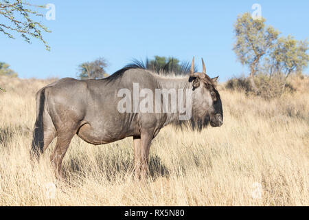 Blue GNU, Connochaetes taurinus, Kgalagadi Parco transfrontaliero, Northern Cape, Sud Africa, permanente di erba secca all'alba, vista laterale vicino fino Foto Stock