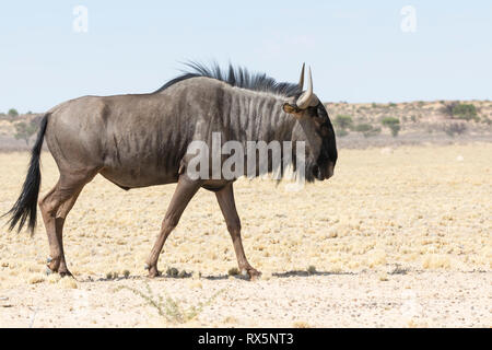 Blue GNU, Connochaetes taurinus, Kgalagadi Parco transfrontaliero, Northern Cape, Sud Africa, closeup vista laterale di sabbia a piedi Foto Stock