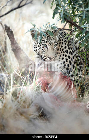 Un Leopard su un kill in Namibia. Foto Stock