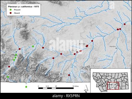Valutazione di salmonflies nel Montana la valutazione di salmonflies nel Montana i fiumi : sono popolazioni statewide veramente in calo? Ee1b16f5-bb57-4522-9eb1-ece006BD5e00 Anno: 2010 figura 8. Giant salmonfly raccolta dati nel fiume Yellowstone da anni settanta (top) e 1994-2005 (fondo). Pteronarcys californica - O presente # assente TW- Foto Stock
