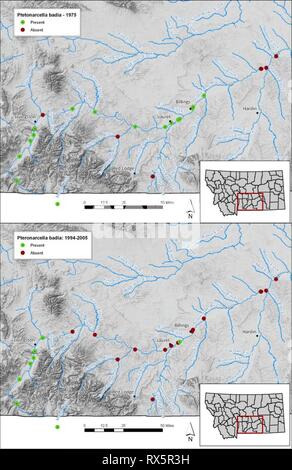 Valutazione di salmonflies nel Montana la valutazione di salmonflies nel Montana i fiumi : sono popolazioni statewide veramente in calo? Ee1b16f5-bb57-4522-9eb1-ece006BD5e00 Anno: 2010 figura 9. Almeno salmonfly raccolta dati nel fiume Yellowstone da anni settanta (top) e 1994-2005 (fondo). 19 Foto Stock