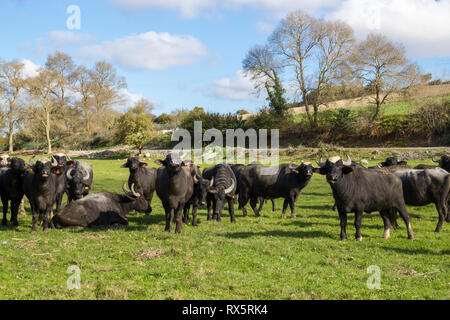 Allevamento di Bubalus bubalis (acqua) di bufalo pascolano Foto Stock
