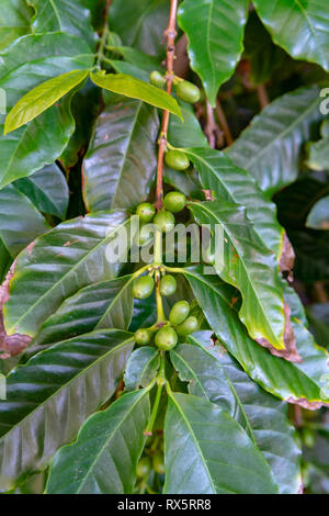 Il ramo di arabica coffee tree su plantation con maturazione verde i chicchi di caffè close up Foto Stock