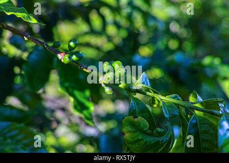 Il ramo di arabica coffee tree su plantation con maturazione verde i chicchi di caffè close up Foto Stock