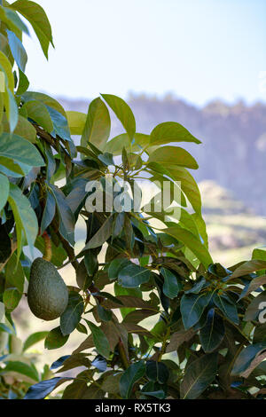 Tropicale albero di avocado con verdi maturi frutti di avocado crescente su plantation su Gran Canaria Island, Spagna, pronto per il raccolto stagionale Foto Stock