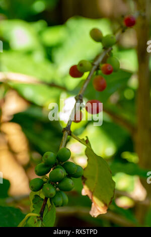 Il ramo di arabica coffee tree su plantation con maturazione verde i chicchi di caffè close up Foto Stock