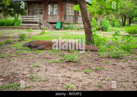 Drago di Komodo sull isola indonesiana di Komodo. È la più grande specie viventi di lucertola, hanno un infame ghiandole e può eseguire fino a 20km/h. Foto Stock