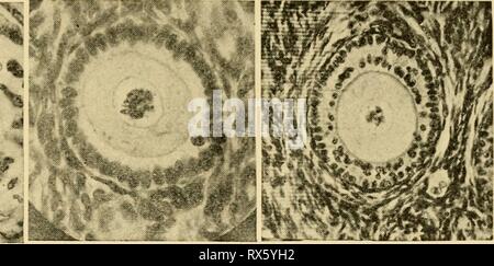 Le uova dei mammiferi (1936) Le uova dei mammiferi eggsofmammals00pinc Anno: 1936 k^ '9 Fig. 1 La Fig. 2 La Fig. 3 Foto Stock