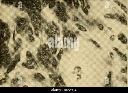 Le uova dei mammiferi (1936) Le uova dei mammiferi eggsofmammals00pinc Anno: 1936 k^ '9 Foto Stock