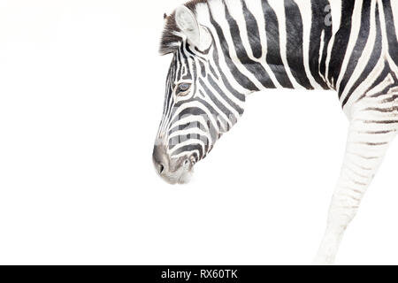 Una chiave di alta immagine di una zebra Foto Stock