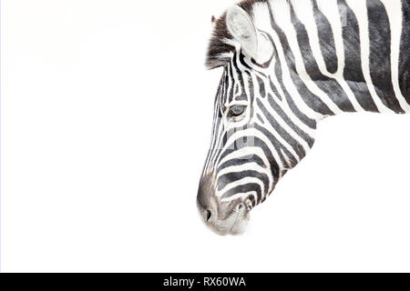 Una chiave di alta immagine di una zebra Foto Stock