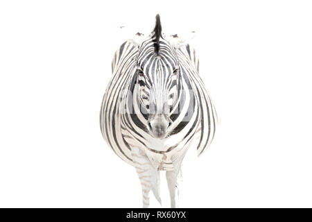 Una chiave di alta immagine di una zebra Foto Stock