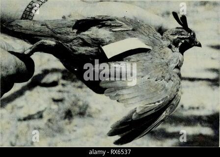 Gli effetti di sviluppo di acqua gli effetti di sviluppo di acqua su popolazioni di Gambel's quaglie in a sudovest Utah effectsofwaterde655nish Anno: 1964 33 figura 19. Quaglia con colorate tag di collo e fascia in posizione Foto Stock