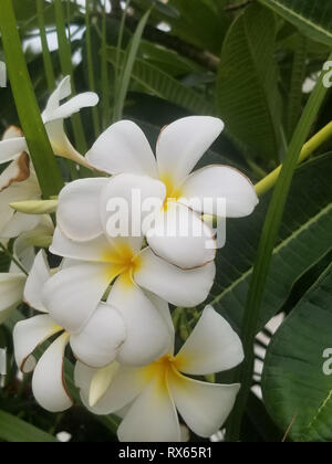 Plumeria Foto Stock